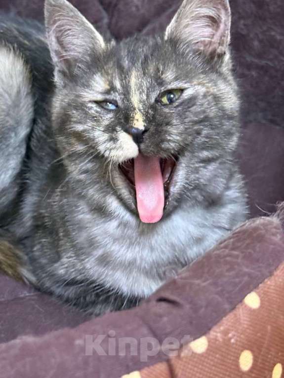 Кошки в Москве: Ласковые кошечки — мама и дочка ищут дом Девочка, Бесплатно - фото 8