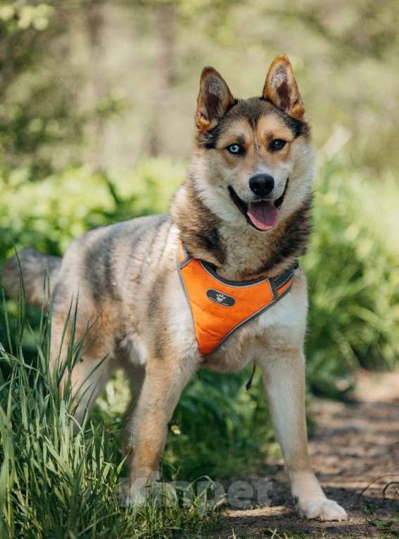 Собаки в Москве: Разноглазый рыжий пёс Гера в дар Мальчик, 1 руб. - фото 8