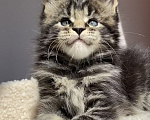 Кошки в Ставрополе: Котята Мейн-Кун Мальчик, Бесплатно - фото 1