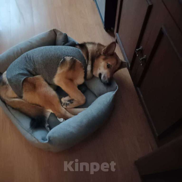 Собаки в Москве: Лиса ищет семью!!!!!! Девочка, Бесплатно - фото 2