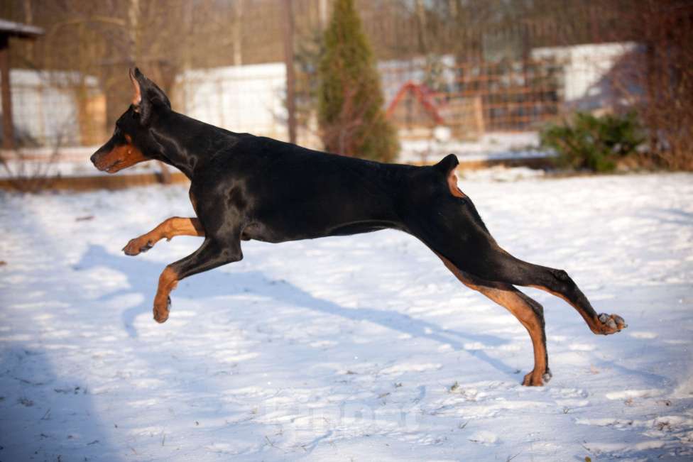 Собаки в Москве: Щенок доберман Девочка, 70 000 руб. - фото 5