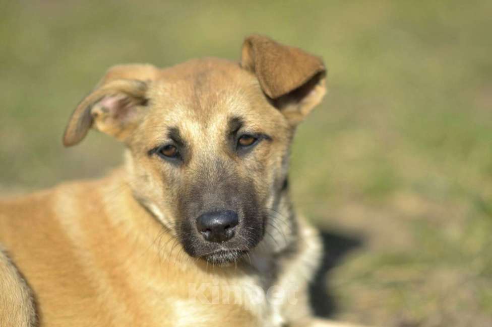 Собаки в Москве: Щенок бесплатно Алиса. Москва и МО Девочка, Бесплатно - фото 4
