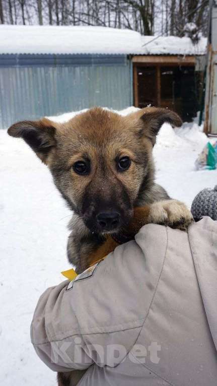 Собаки в Ногинске: Малышка Манго ждет свою семью в приюте Девочка, Бесплатно - фото 4