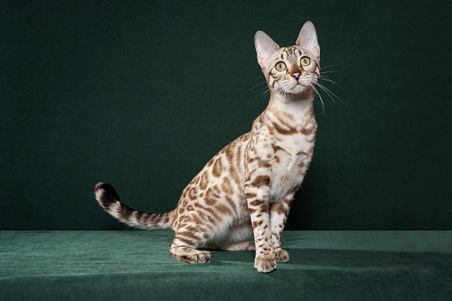 Чистокровная бенгальская кошечка