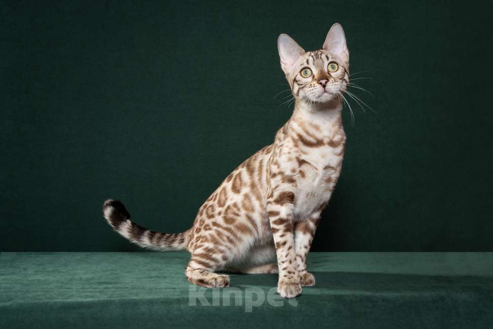 Кошки в Екатеринбурге: Чистокровная бенгальская кошечка Девочка, 55 000 руб. - фото 1