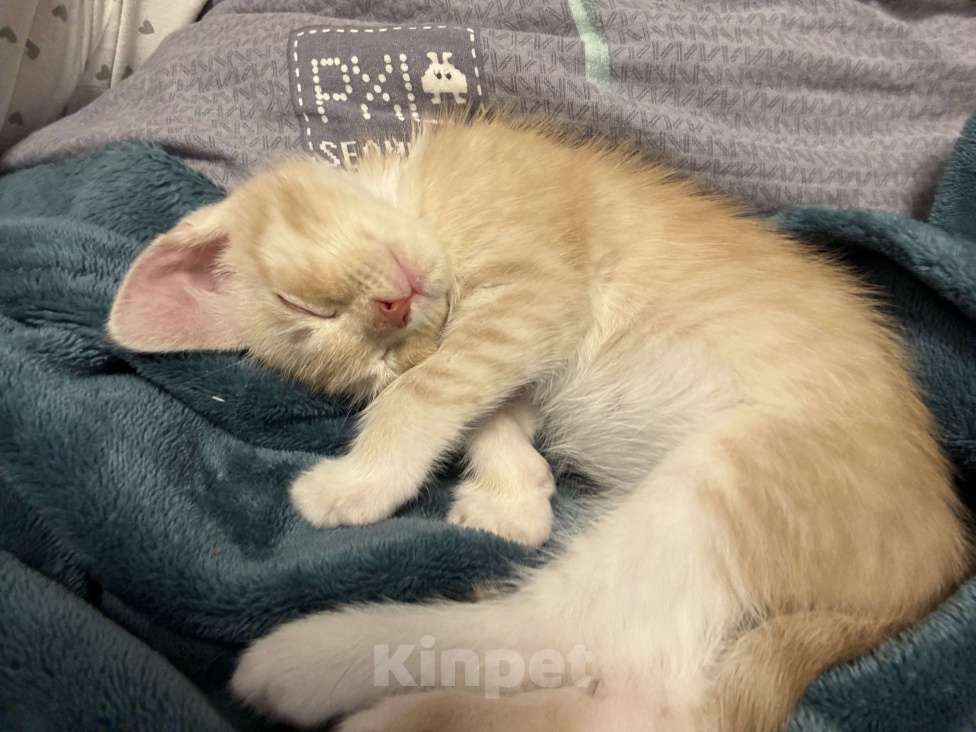 Кошки в Омске: Продам мейн-куна мальчика Мальчик, 2 000 руб. - фото 1