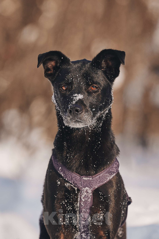 Собаки в Москве: Озорная Тата мечтает обрести любящих родителей Девочка, Бесплатно - фото 2