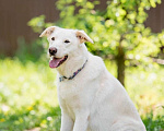 Собаки в Подольске: Собака Рикотта в добрые руки Девочка, Бесплатно - фото 8