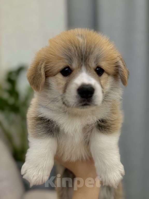 Собаки в Москве: Щенки Вельш Корги пемброк Девочка, 130 000 руб. - фото 5