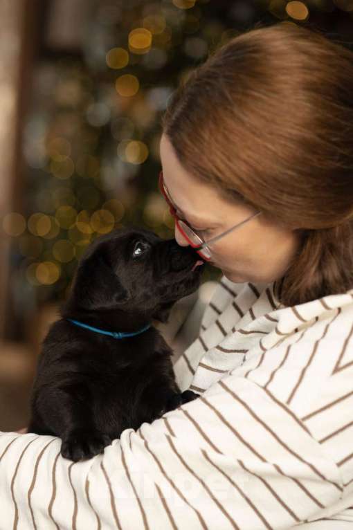 Собаки в Санкт-Петербурге: IRISLAV CRYER Мальчик, 140 000 руб. - фото 3