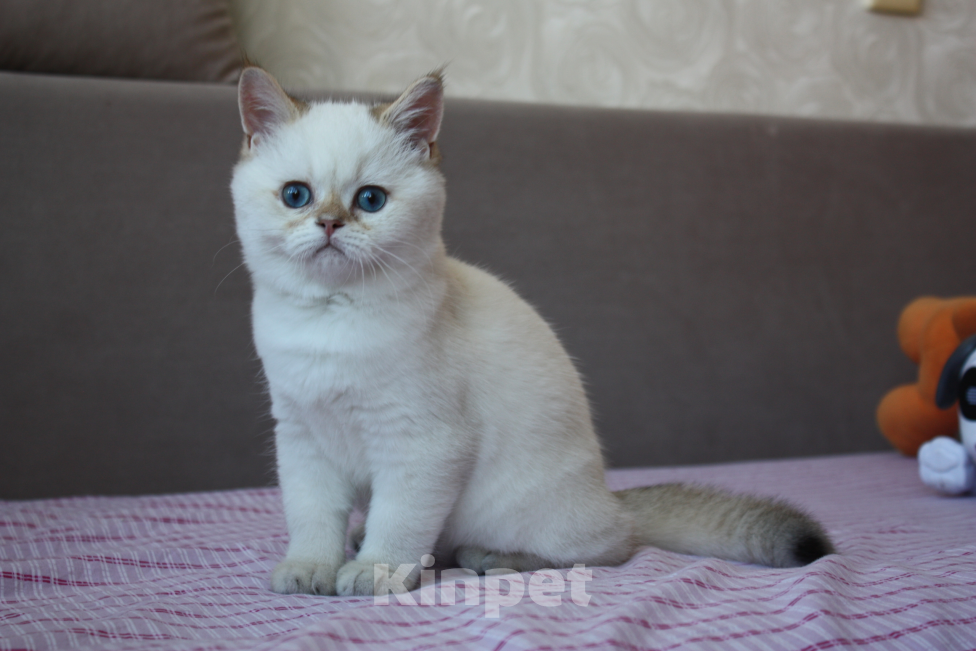 Кошки в Москве: Шотландские котята Мальчик, 20 000 руб. - фото 1