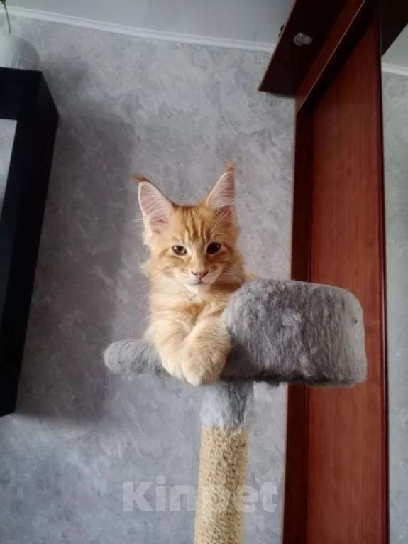 Кошки в Москве: Котята мейн-кун Девочка, 15 000 руб. - фото 8