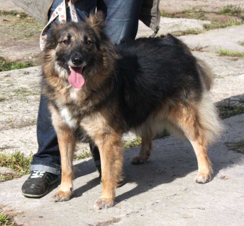 Собаки в Москве: Небольшая, ласковая, пушистенькая Люся очень ждет тебя- родной человек! Девочка, Бесплатно - фото 2
