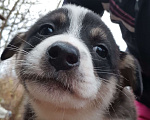 Собаки в Подольске: Щенки  Мальчик, Бесплатно - фото 1