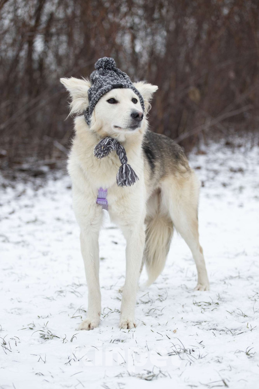 Собаки в Москве: Совсем небольшая ласковая Милка в поисках дома Девочка, Бесплатно - фото 3