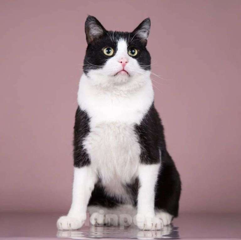 Кошки в Москве: Самый лучший котик Барсик ищет дом! Мальчик, Бесплатно - фото 2