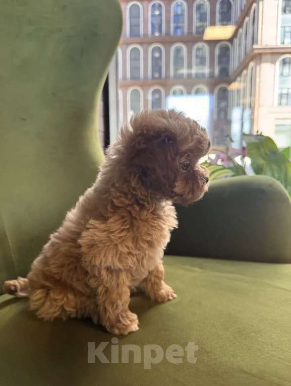 Собаки в Москве: Мальтипу Мальчик, 160 руб. - фото 3