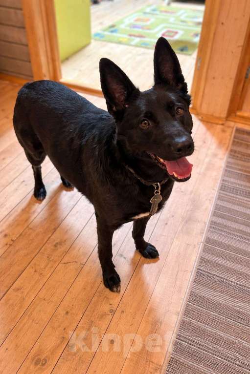 Собаки в Москве: Белка ищет дом Девочка, Бесплатно - фото 7