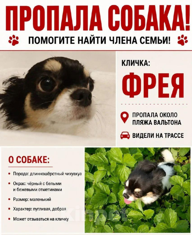 Собаки в Большой Камне: Потерялась собака Девочка, 5 000 руб. - фото 2