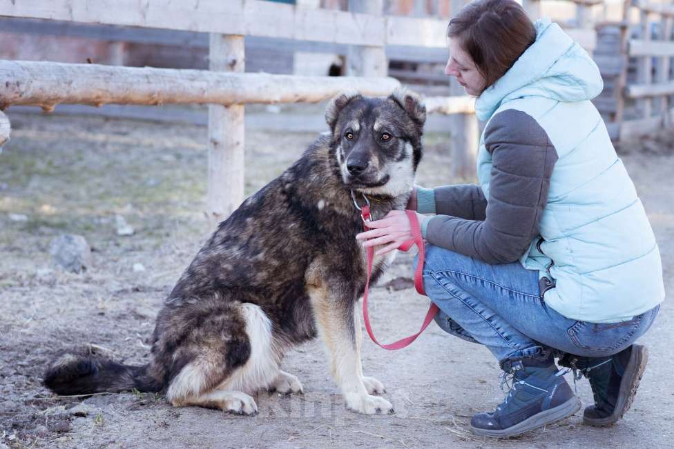 Собаки в Москве: Пёс, избежавший усыпления ищет дом! Мальчик, Бесплатно - фото 10