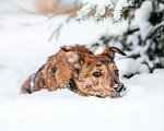 Собаки в Москве: Крашик Мальчик, Бесплатно - фото 3