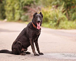Собаки в Красногорске: Пёс Блэк ищет своих хозяев Мальчик, Бесплатно - фото 2