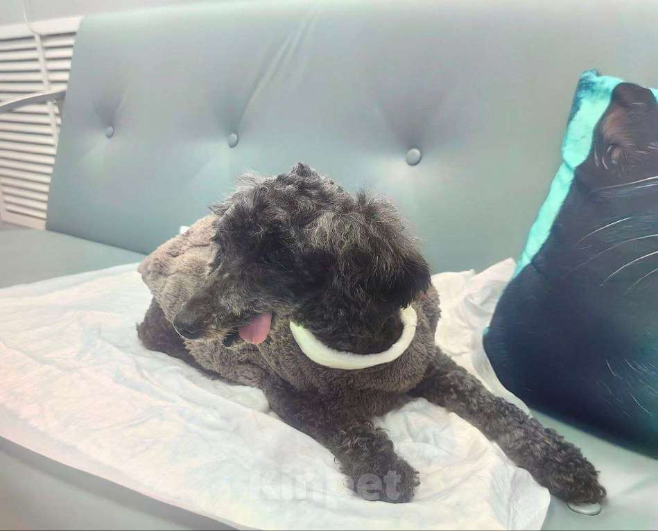 Собаки в Белореченске: В хорошие, добрые и любящие руки старенький пуделёк Мальчик, Бесплатно - фото 6