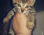 Кошки в Туле: Бенгал розетка на золоте Мальчик, 7 000 руб. - фото 1