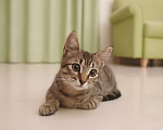 Кошки в Москве: Котенок 3.5 мес Габи ищет дом Девочка, Бесплатно - фото 2