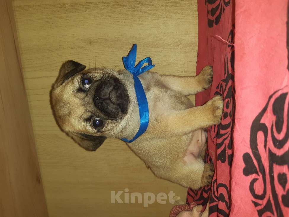 Собаки в Новосибирске: Замир Сибирский Эликсир Мальчик, 45 000 руб. - фото 2