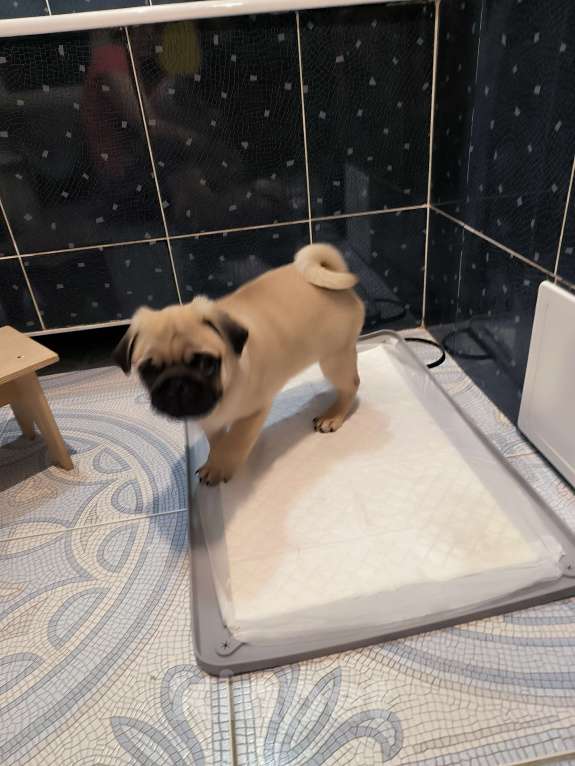 Собаки в Ульяновске: Щенок Мопса Мальчик, 29 000 руб. - фото 3