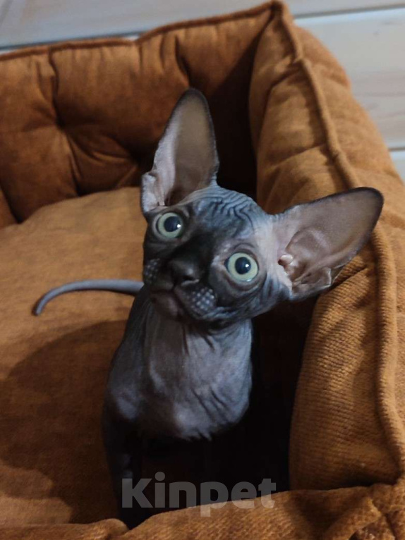 Кошки в Москве: Котята канадского сфинкса  Девочка, 45 000 руб. - фото 2