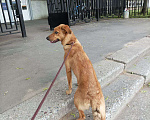 Собаки в Зеленограде: Терра в добрые ласковые руки Девочка, Бесплатно - фото 2