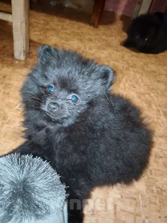 Собаки в Иркутске: Продам щенков шпица Девочка, 25 000 руб. - фото 4