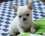 Собаки в Москве: Чихуахуа. Мальчик Мальчик, 50 000 руб. - фото 2