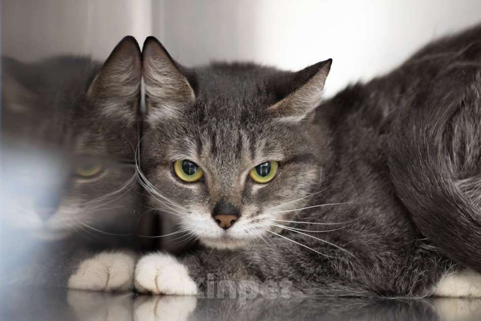 Кошки в Москве: Машинистка Девочка, Бесплатно - фото 3