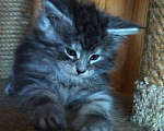 Кошки в Ливны: Котята мейн-кун, 50 000 руб. - фото 4