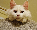 Кошки в Ливны: Котята из международного питомника wcf, 30 000 руб. - фото 1