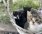 Кошки в Курске: Умные, милые котята ищут свой дом. Мальчики и девочка остались без мамы, приучены к лотку, питание смешанное, проглистованы.  Мальчик, 1 руб. - фото 3
