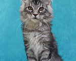Кошки в Мытищах: Котенок Мейн-кун Мальчик, 25 000 руб. - фото 2