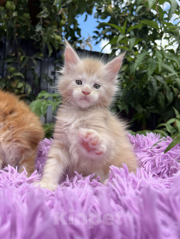 Кошки в Краснодаре: Мейн-кун Мальчик, 60 000 руб. - фото 5