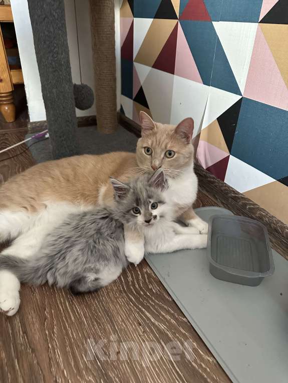 Кошки в Челябинске: Котенок Мейн - Кун  Мальчик, 8 999 руб. - фото 3