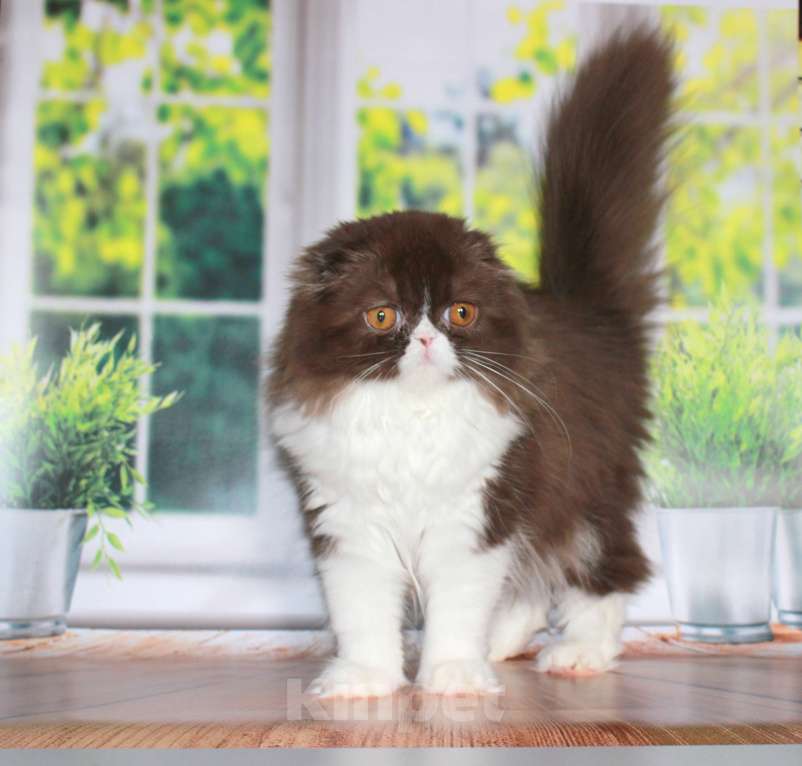 Кошки в Санкт-Петербурге: Шотландская вислоухая шоколадная Девочка, 35 000 руб. - фото 5