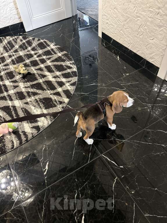 Собаки в Подольске: Бигль Мальчик, 45 000 руб. - фото 4