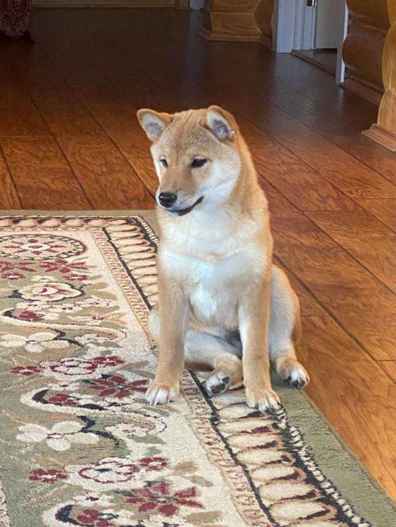 Собаки в Москве: Сиба ину девочка с документами РКФ Девочка, 70 000 руб. - фото 6