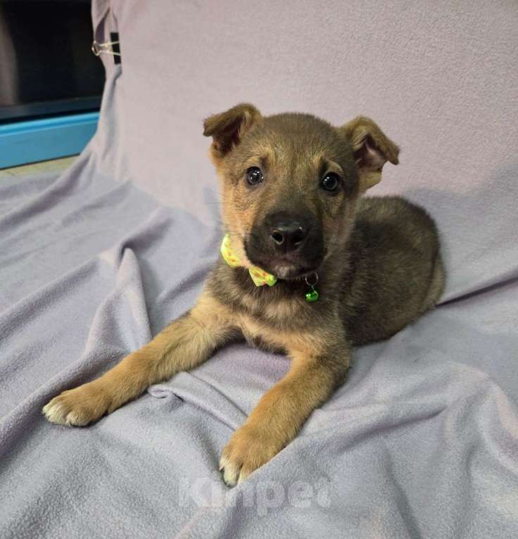 Собаки в Москве: Щенок размером с кошку Мальчик, Бесплатно - фото 1