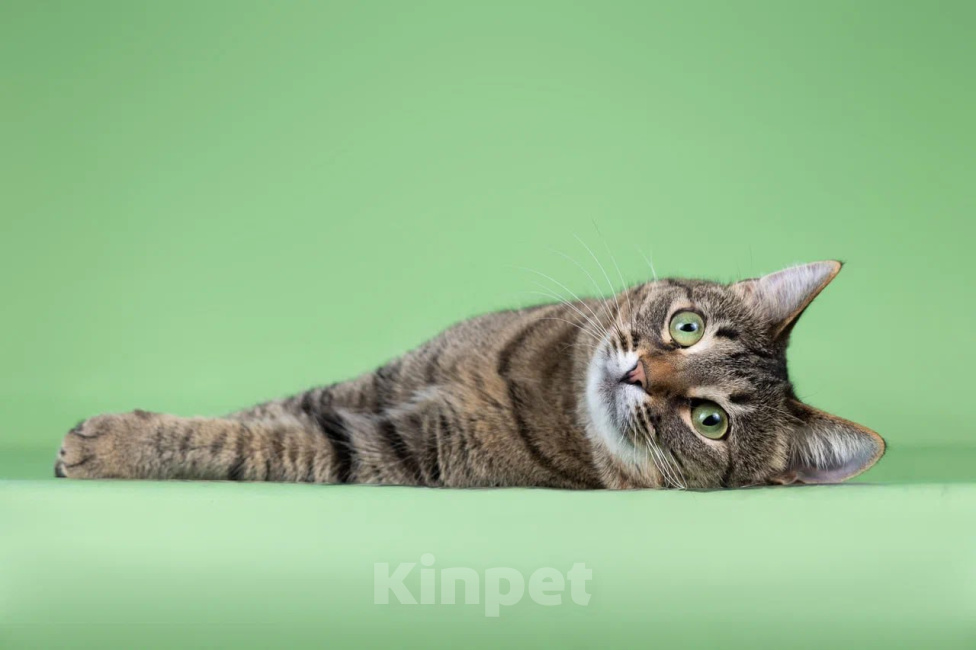 Кошки в Москве: Кошка Мария ищет дом Девочка, Бесплатно - фото 2