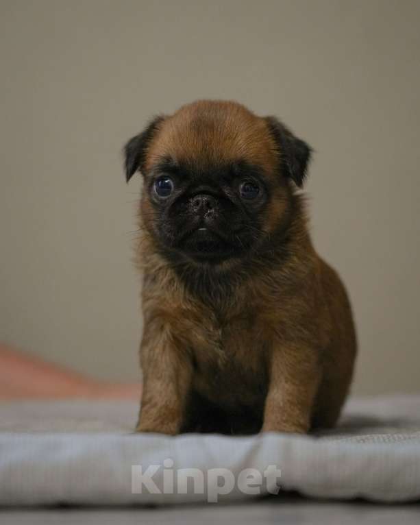 Собаки в Санкт-Петербурге: щенок пти брабансона Девочка, 60 000 руб. - фото 1