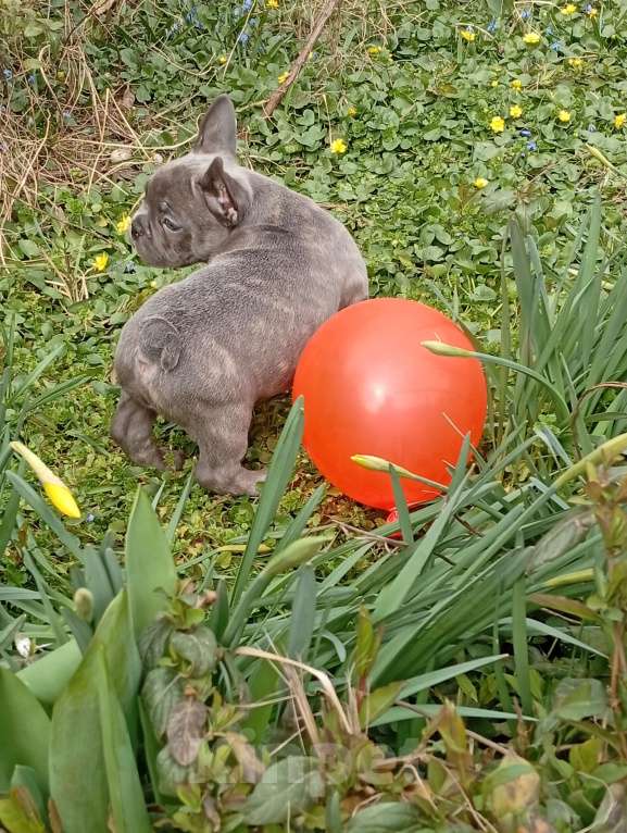 Собаки в Москве: Щенок Французский бульдог Продажа, бронь Разнополые, 55 000 руб. - фото 8