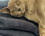 Кошки в Москве: Котята европейской бурмы  Девочка, 50 000 руб. - фото 2